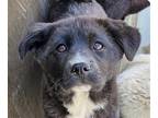 Adopt Angel a Jindo / Mixed dog in San Ramon, CA (41185336)