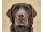Adopt Ellie a Labrador Retriever / Mixed dog in San Ramon, CA (41203414)
