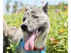 Adopt Arthur a Jindo / Mixed dog in San Ramon, CA (41203412)