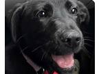 Adopt Holly a Labrador Retriever / Bernese Mountain Dog / Mixed dog in San