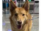 Adopt Noah a Bernese Mountain Dog / Mixed dog in San Ramon, CA (41203486)