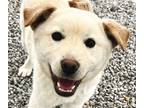 Adopt Soonsim a Jindo / Mixed dog in San Ramon, CA (41203481)