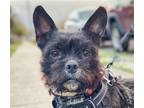 Adopt Boba a Terrier (Unknown Type, Medium) / Mixed dog in San Ramon