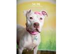 Adopt Saltine a White Pointer dog in Littleton, CO (41369851)