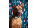 Adopt Moose a Red/Golden/Orange/Chestnut Black Mouth Cur dog in Littleton