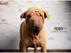 Adopt Penny a Tan/Yellow/Fawn Shar Pei dog in Littleton, CO (40726716)