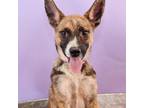 Adopt Mama Adira Pup - Yara a Brindle Plott Hound / Labrador Retriever dog in