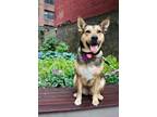Adopt Fendi a Tan/Yellow/Fawn - with Black German Shepherd Dog dog in Armonk