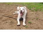 Adopt Micha a White Labrador Retriever / Pointer dog in Armonk, NY (40735171)