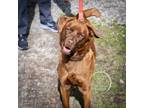 Adopt Kory a Brown/Chocolate Nova Scotia Duck-Tolling Retriever / Chesapeake Bay