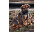 Adopt Cedric a Black - with Brown, Red, Golden, Orange or Chestnut Mastiff /