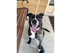 Adopt Chatter a Brindle - with White Staffordshire Bull Terrier / Border Collie
