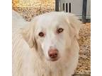 Adopt Pino (Middle East, ST) a Golden Retriever / Labrador Retriever dog in