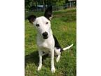 Adopt Ellie a Black - with White Border Collie / American Staffordshire Terrier