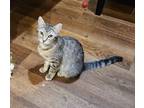 Adopt Celsius a Gray, Blue or Silver Tabby Domestic Shorthair (short coat) cat