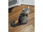 Adopt Lady Bun Bun a Gray, Blue or Silver Tabby Maine Coon (long coat) cat in