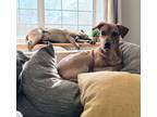 Adopt Peter a Vizsla / Labrador Retriever dog in Billings, MT (41001104)