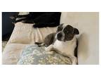 Adopt Bailey Baltimore NC-3783 a Brindle - with White Jack Russell Terrier /