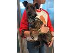 Adopt Midge a Brindle Miniature Pinscher / Terrier (Unknown Type