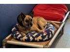 Adopt Heather a Tan/Yellow/Fawn Plott Hound / Shepherd (Unknown Type) dog in