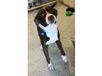 Adopt Racer a Brown/Chocolate - with White Jack Russell Terrier dog in