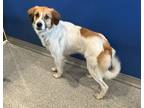 Adopt Shyla a White - with Tan, Yellow or Fawn Great Pyrenees / Brittany dog in
