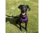 Adopt Myrtle - AVAILABLE a Great Dane / Labrador Retriever dog in Seattle