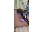 Adopt Ram a Black - with White German Shepherd Dog / Dalmatian / Mixed dog in