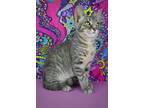Adopt Dale a Spotted Tabby/Leopard Spotted Domestic Shorthair / Mixed cat in
