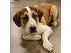 Adopt Marion Ss : Sequoja a Brown/Chocolate - with White Great Pyrenees dog in