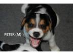 Adopt Easter Pups : Peter a White - with Black Beagle dog in Aurora
