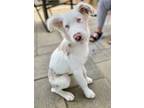 Adopt Titan a Australian Shepherd / Mixed dog in Troy, IL (41322376)