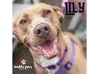 Adopt Lily a Tan/Yellow/Fawn Labrador Retriever / Vizsla dog in Council Bluffs
