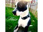 Adopt Maize a White - with Black Border Collie dog in Council Bluffs