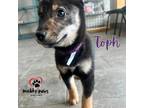 Adopt Toph a Black - with Brown, Red, Golden, Orange or Chestnut Shiba Inu /