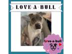 Adopt PORTIA a Pit Bull Terrier / Shar Pei dog in Westminster, CO (40984074)