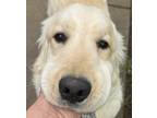 Adopt Cream Sicle Solomon a White Golden Retriever / Mixed dog in Mishawaka