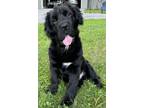 Adopt Hippo Mochi MINI HIPPO a Black - with White Shar Pei / Cocker Spaniel dog
