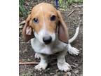 Adopt Doxie Davidson a Red/Golden/Orange/Chestnut - with White Dachshund / Mixed
