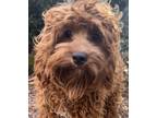 Adopt Red Dog Rodney a Red/Golden/Orange/Chestnut - with White Cocker Spaniel /
