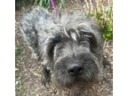 Adopt Plymouth Pierce a Gray/Blue/Silver/Salt & Pepper Petit Basset Griffon