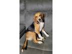 Adopt Coulter (fka Wayne) a Beagle / Mixed dog in Peoria, IL (41449641)