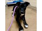 Adopt Earth a Labrador Retriever, Husky