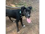 Adopt Fire a Labrador Retriever, Husky