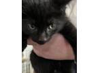Adopt Buffy - Sky (Blue Collar) a Spotted Tabby/Leopard Spotted Domestic