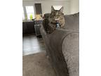 Adopt Toby a Gray, Blue or Silver Tabby Tabby / Mixed (medium coat) cat in