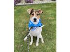 Adopt Oliver a Tricolor (Tan/Brown & Black & White) Jack Russell Terrier /