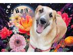Adopt Magnum a Border Collie / Shepherd (Unknown Type) / Mixed dog in
