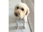 Adopt Tina a Tan/Yellow/Fawn Poodle (Standard) / Golden Retriever / Mixed dog in