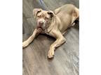 Adopt Magnus a Tan/Yellow/Fawn Cane Corso / Mixed dog in Mission Viejo